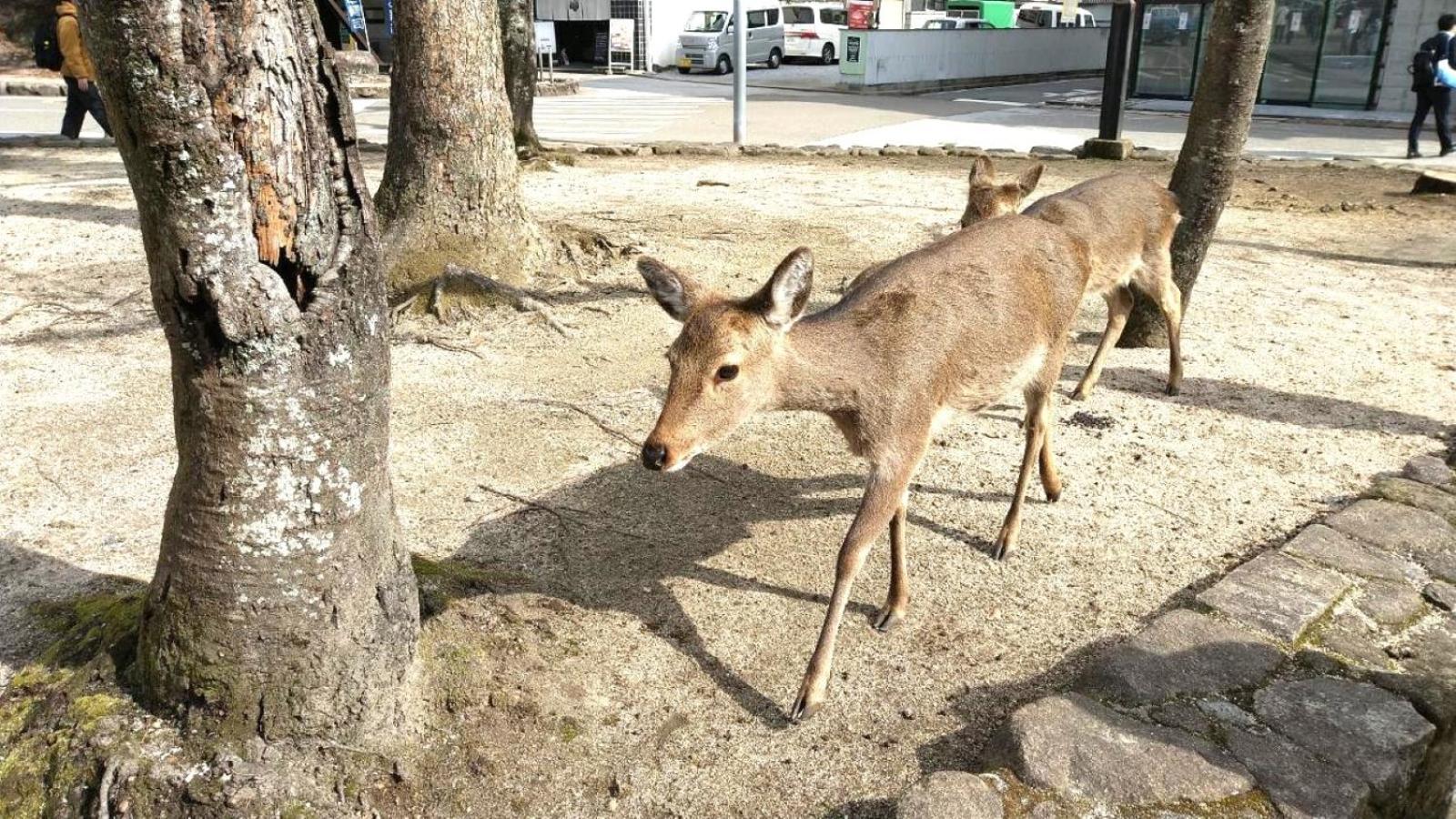 （やっぱ広島じゃ割）ベッセルイン 広島駅前 3*